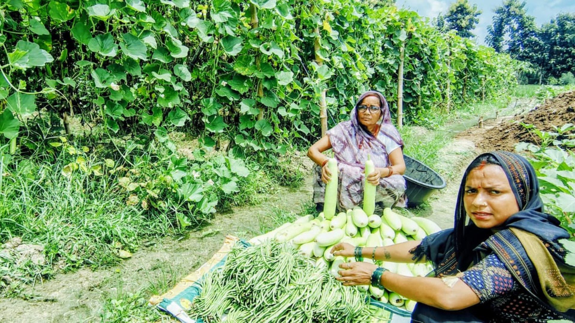 Two women sort freshly harvested gourds and beans beside a lush vegetable field.