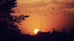 Sunset with shadows of trees and birds