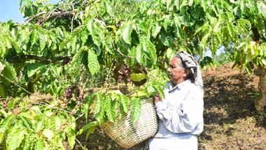 A woman in a headscarf picks plant, placing them into a woven basket.