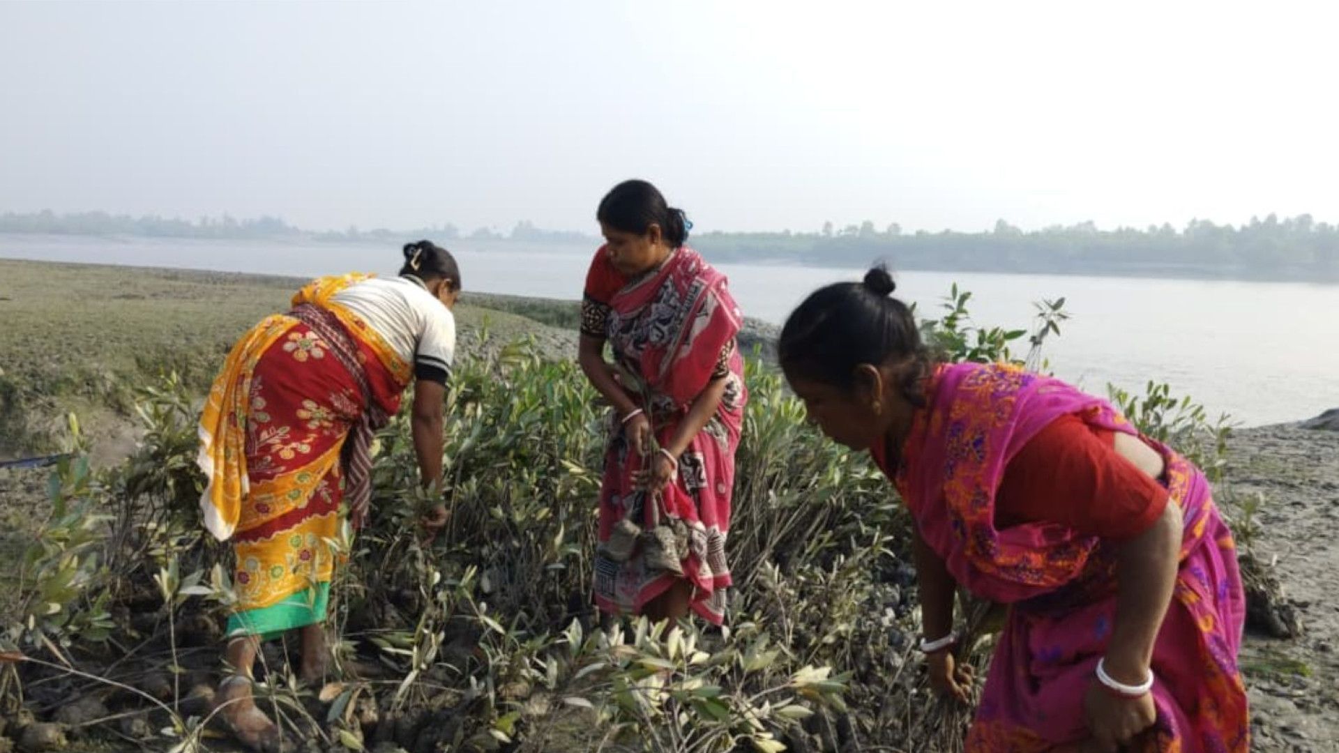 Plantation and community restoration efforts in Amtali, Sundarbans, supporting local resilience and ecological recovery.