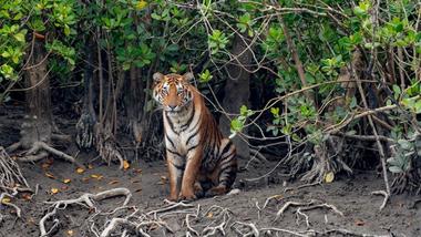 A majestic tiger sits amidst mangrove trees, its striking orange and black stripes contrasting with the greenery around it.