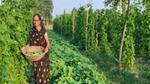 Farmer holds a basket of freshly harvested vegetables among rows of green crops.