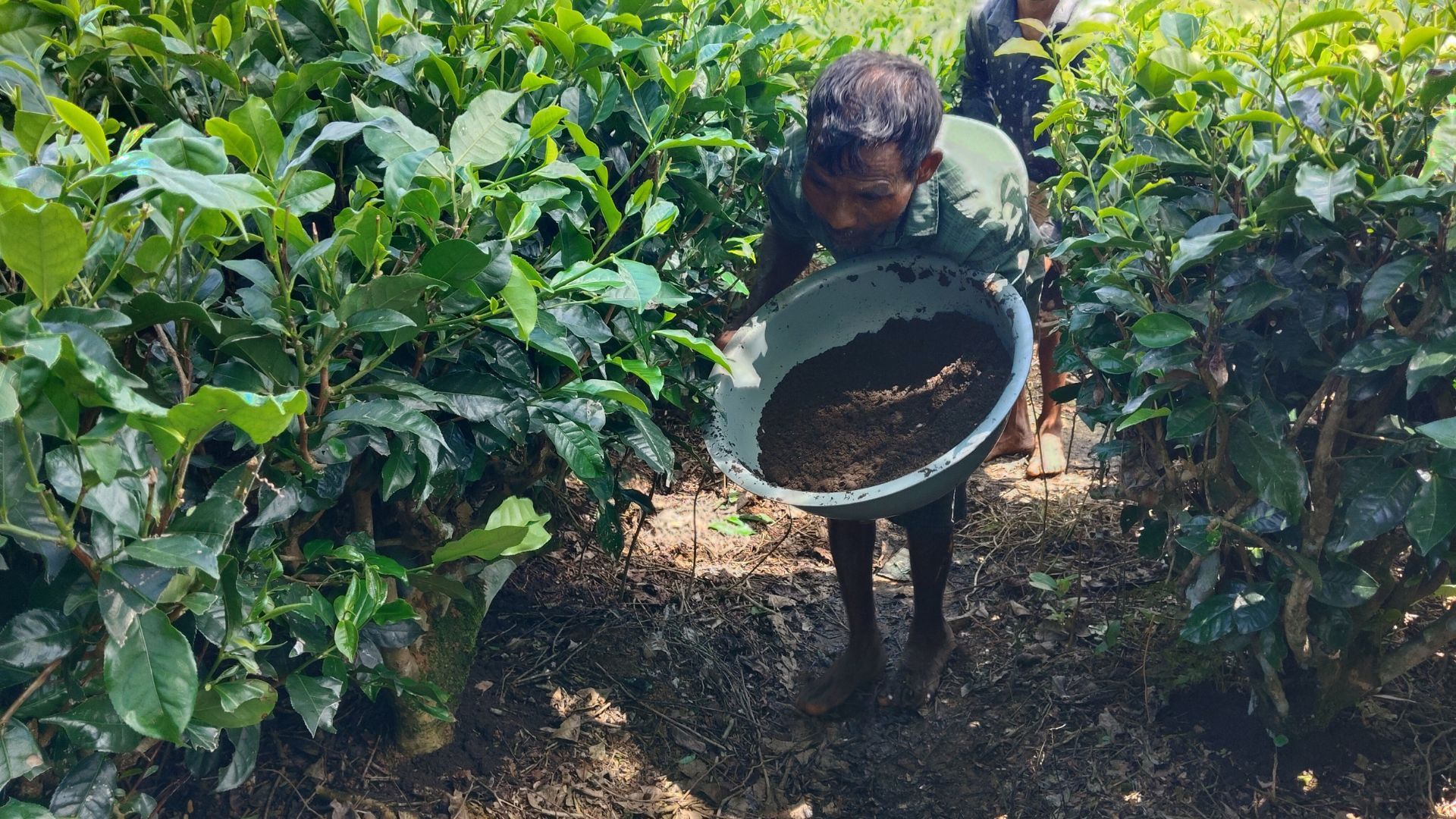 Worker carries a basin of soil between rows of lush tea plants.