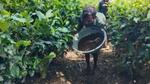 Worker carries a basin of soil between rows of lush tea plants.
