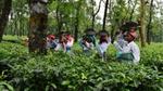 Tea plantation workers carry baskets of harvested leaves through rows of tea plants.