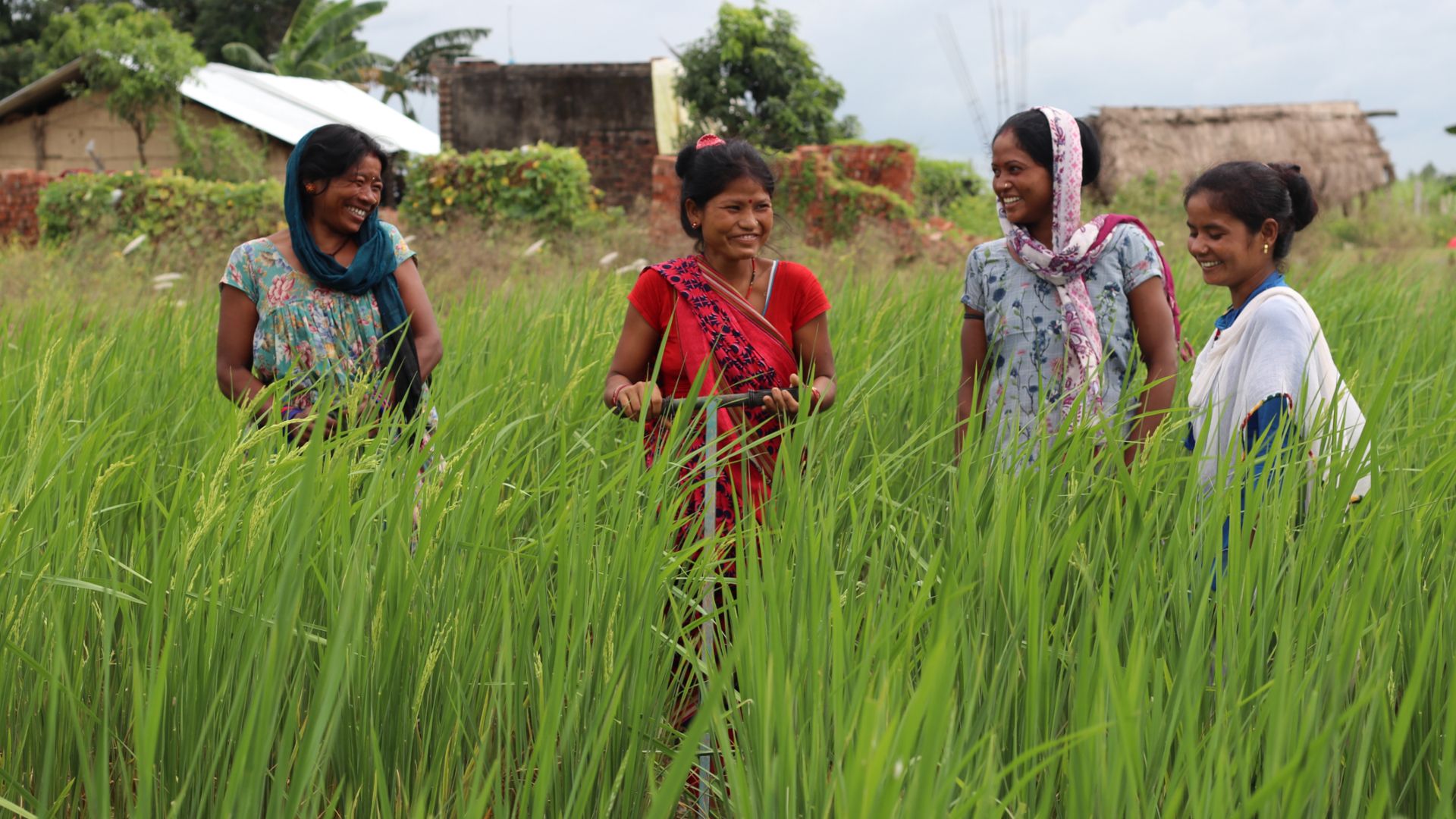 Women farmers standing in a field full of green grass 