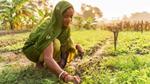 A woman planting seeds in a field.