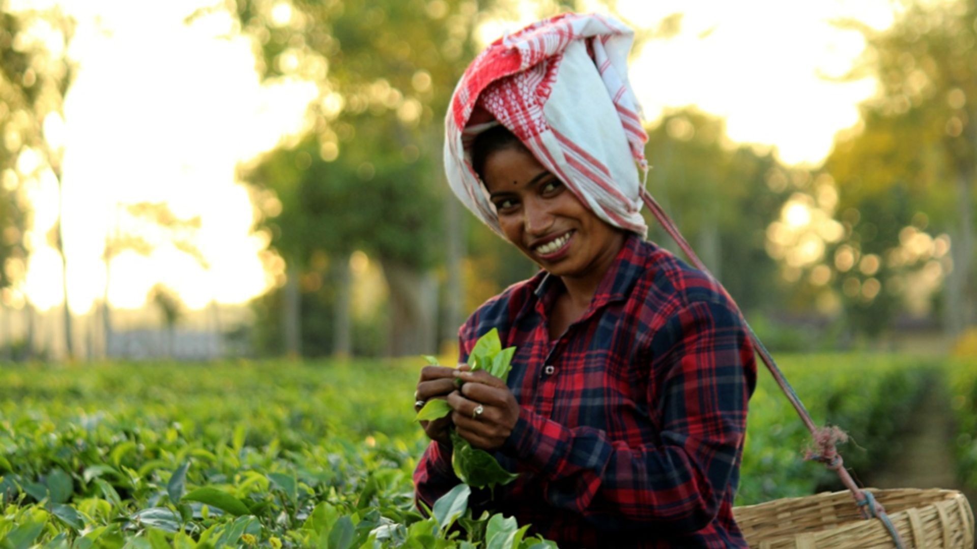 Image of a woman working in the tea fields