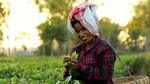 Image of a woman working in the tea fields