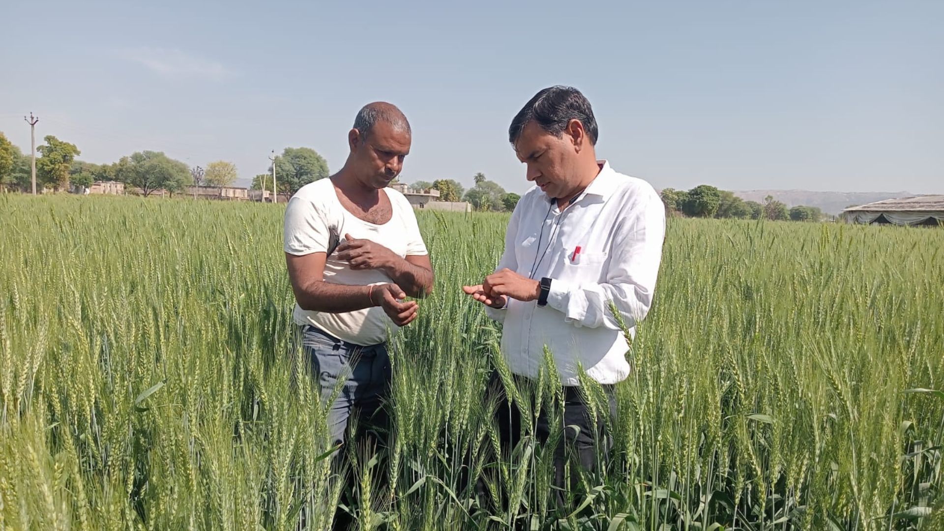Two men inspect wheat plants in a green field.
