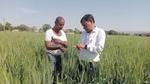 Two men inspect wheat plants in a green field.