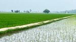Scenic field path stretching into the distance, surrounded by lush greenery.