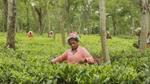 Image of a woman tea worker plucking tea leaves on a tea farm in Assam, India