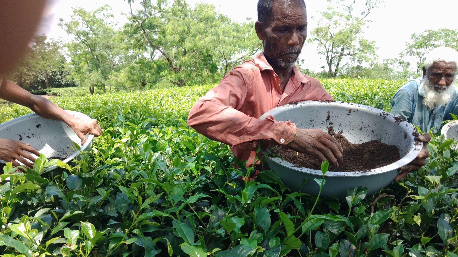 Workers harvest tea leaves into large bowls on a tea plantation.