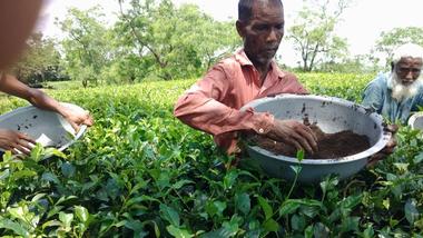 Workers harvest tea leaves into large bowls on a tea plantation.