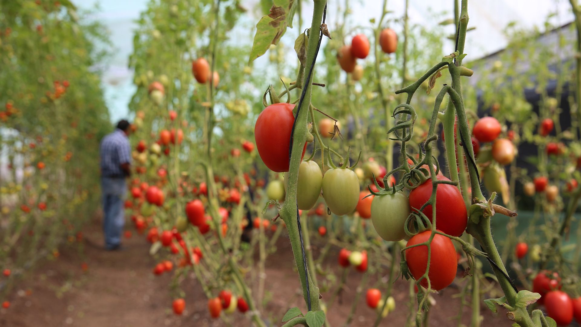 Tomato plants growing in a greenhouse with a person in the background