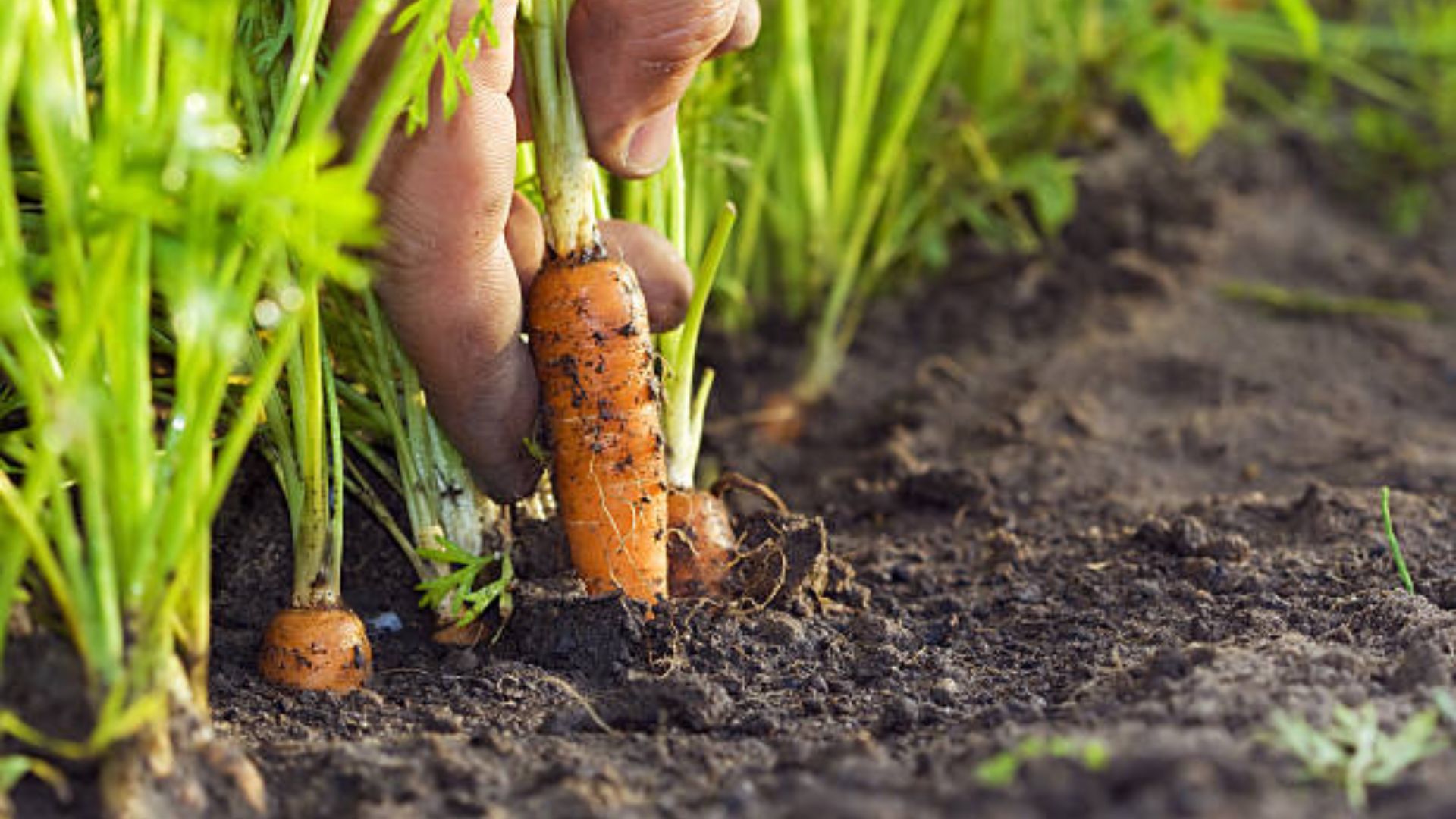 Cropped hand pulling a carrot out of the ground
