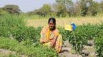 Rukmini Dalvi at a vegetable garden.