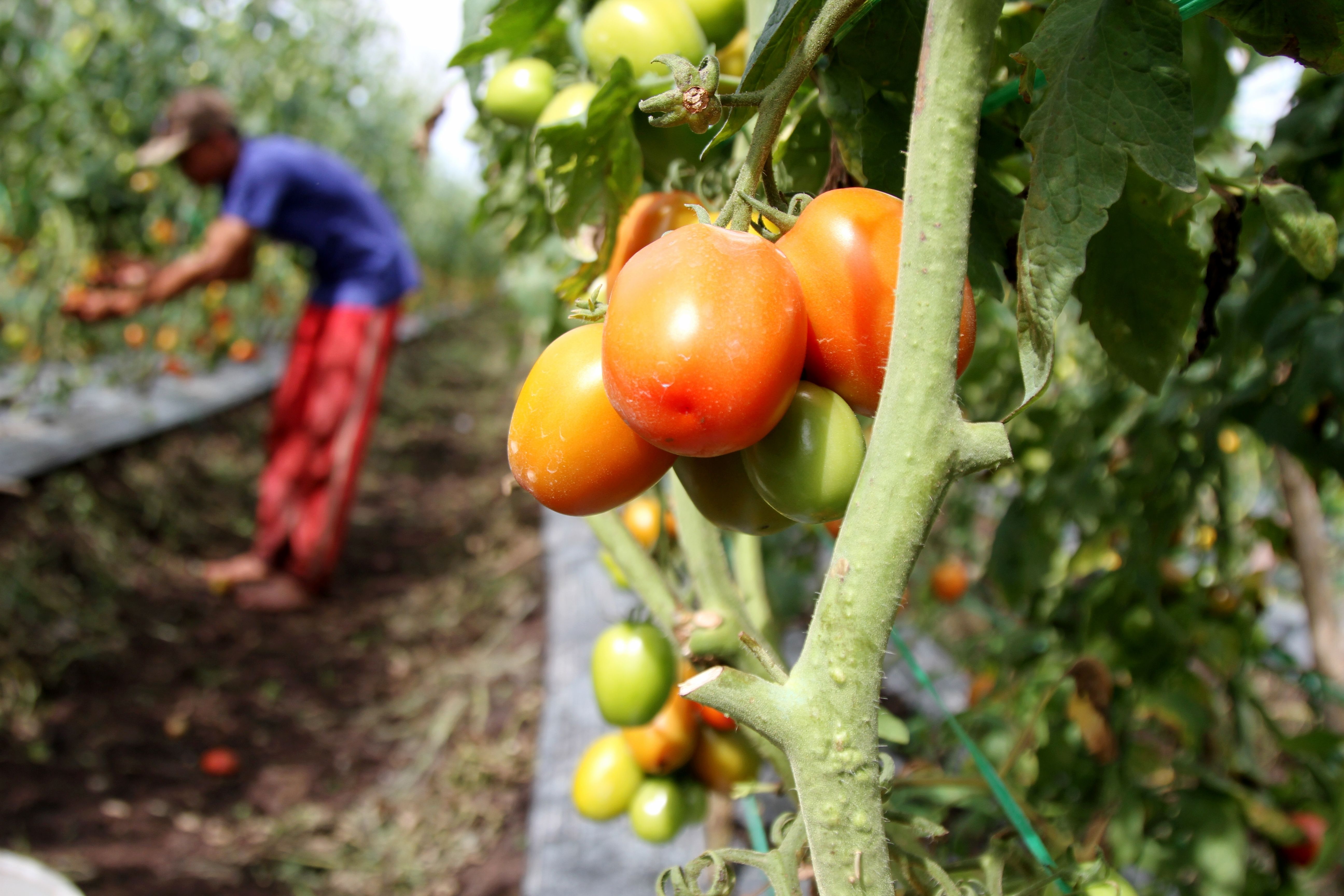 Tomato farmer
