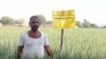Farmer stands in a green wheat field beside a demonstration plot sign.