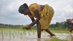 A woman working at a plantation.