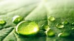 A close-up of a green leaf with several water droplets resting on its surface.