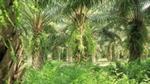 picture of palm trees