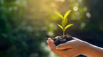 Image of a person's hands holding soil and a small leaf.