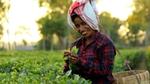 Tea worker