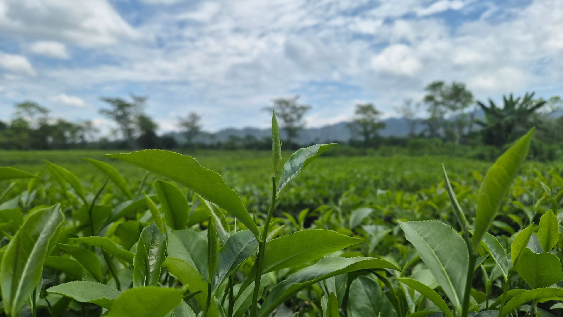 Young green tea leaves growing in a plantation beneath a cloudy sky