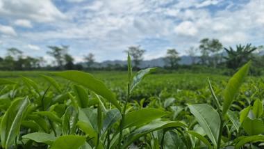 Young green tea leaves growing in a plantation beneath a cloudy sky