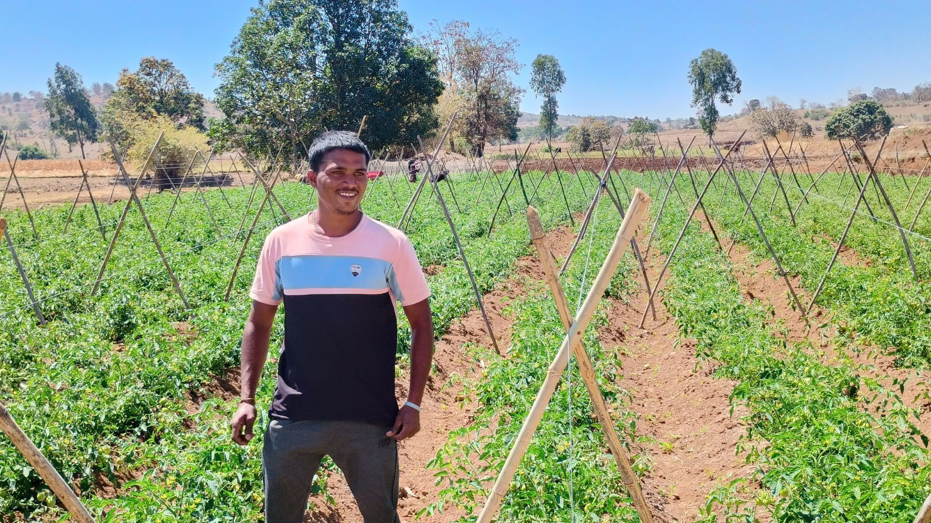 Smiling farmer standing in a green crop field with wooden supports under a clear blue sky.