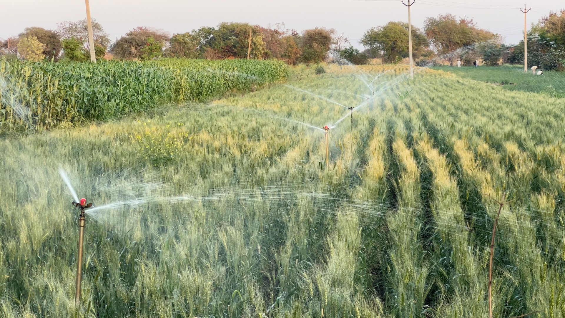 An agricultural farm with an irrigation facility watering a field of crops.