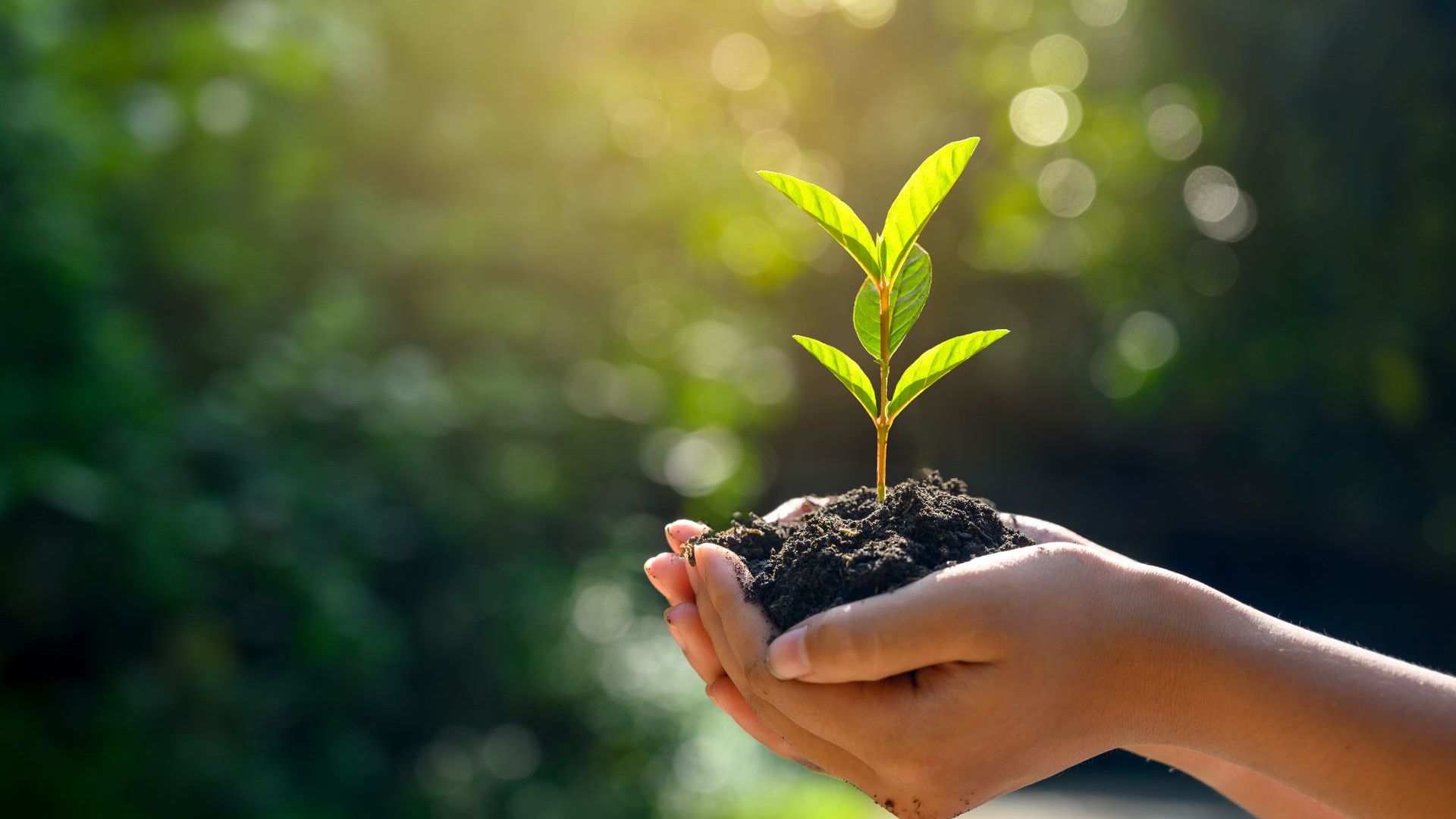 A hand holding a small plant with soil