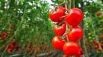 Red tomatoes farm
