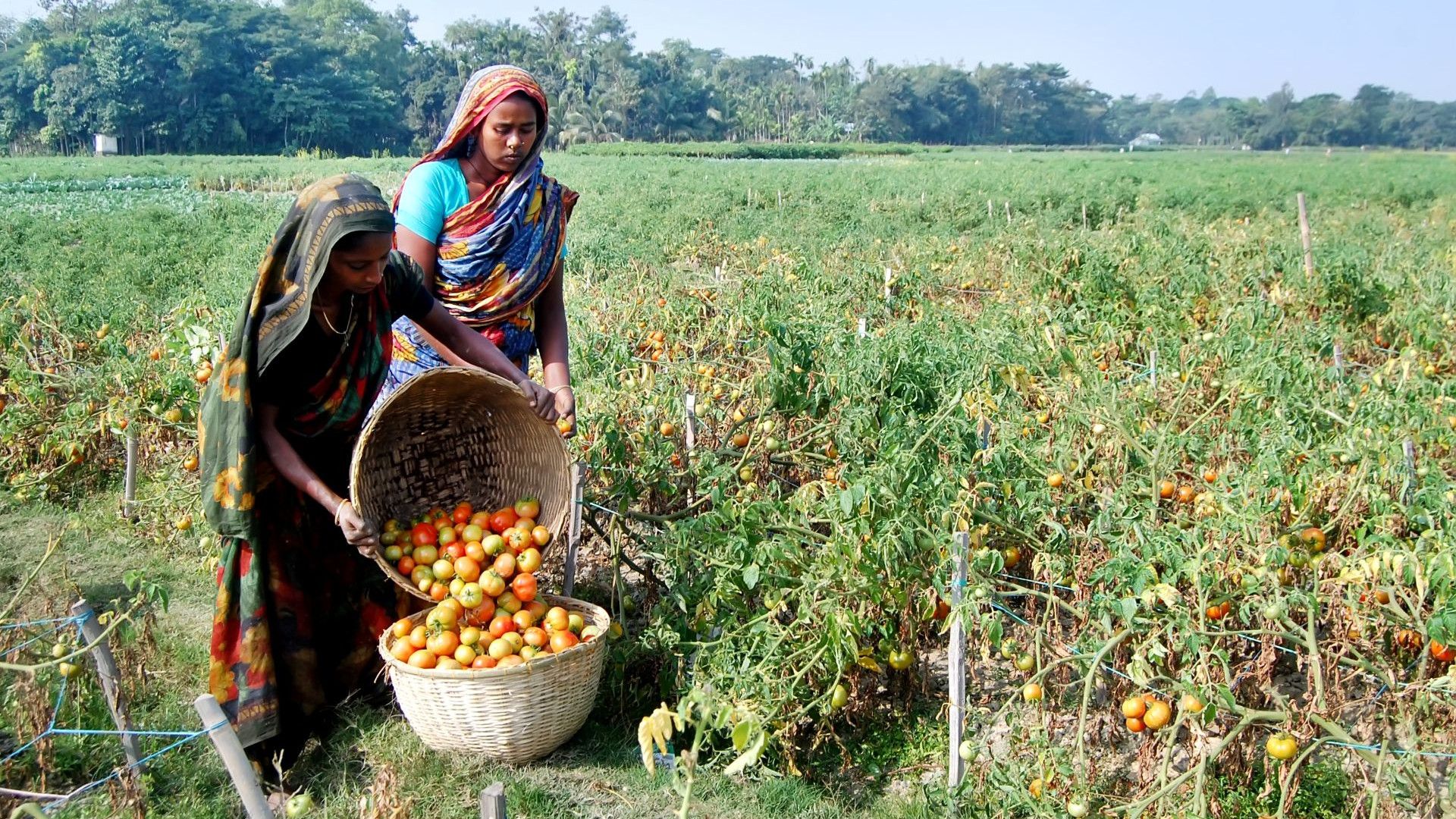 Two women gather ripe tomatoes in a lush green field, surrounded by rows of tomato plants under a clear sky.