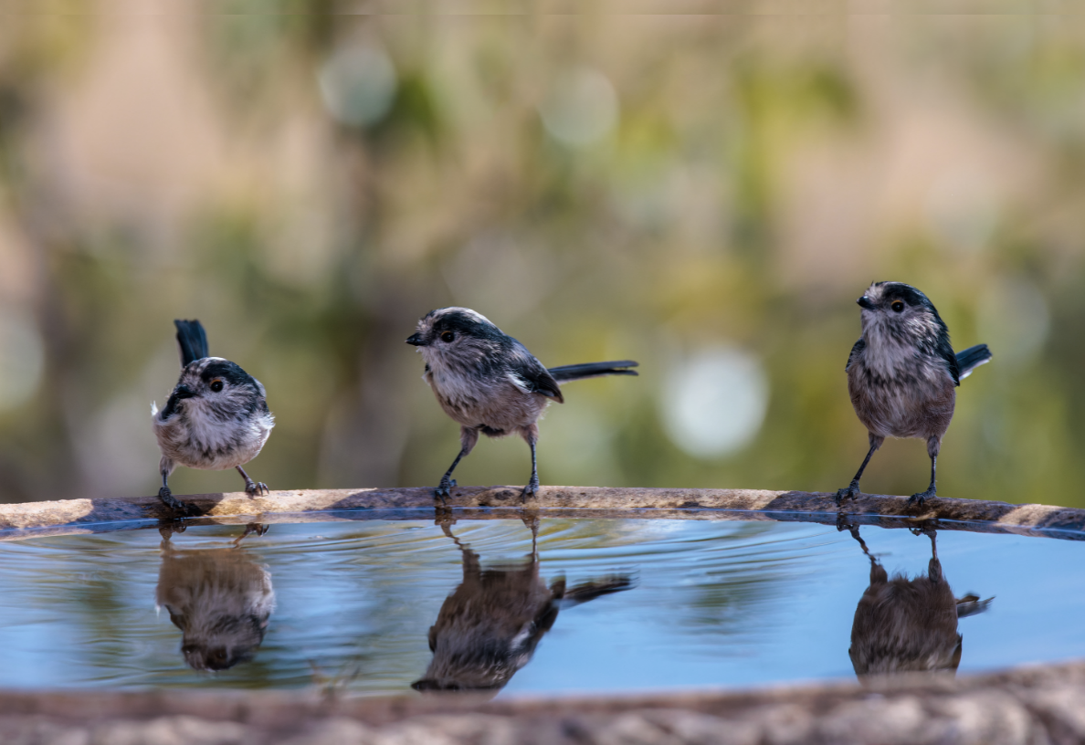 Picture of three sparrows drinking water.
