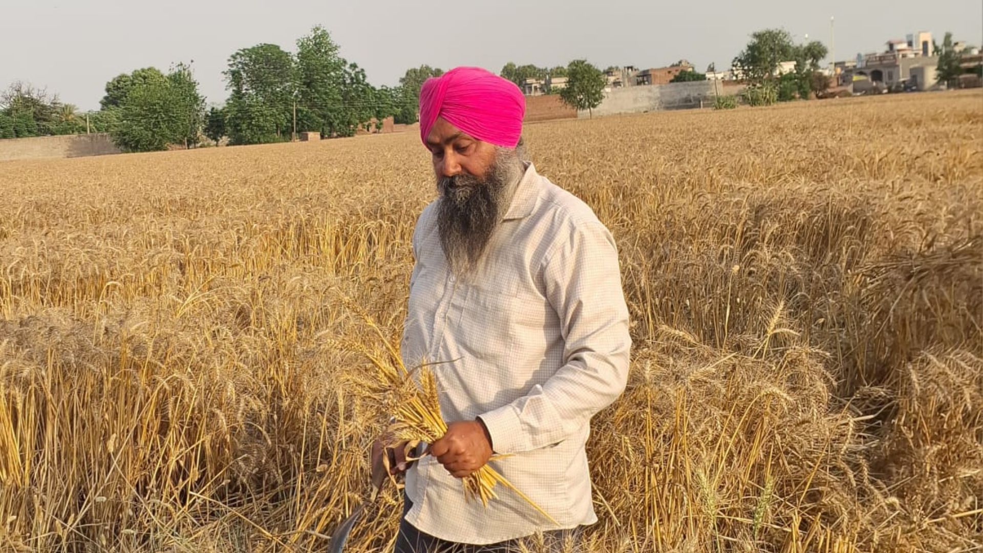 Farmer in a pink turban holds harvested wheat in a golden field.