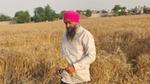 Farmer in a pink turban holds harvested wheat in a golden field.