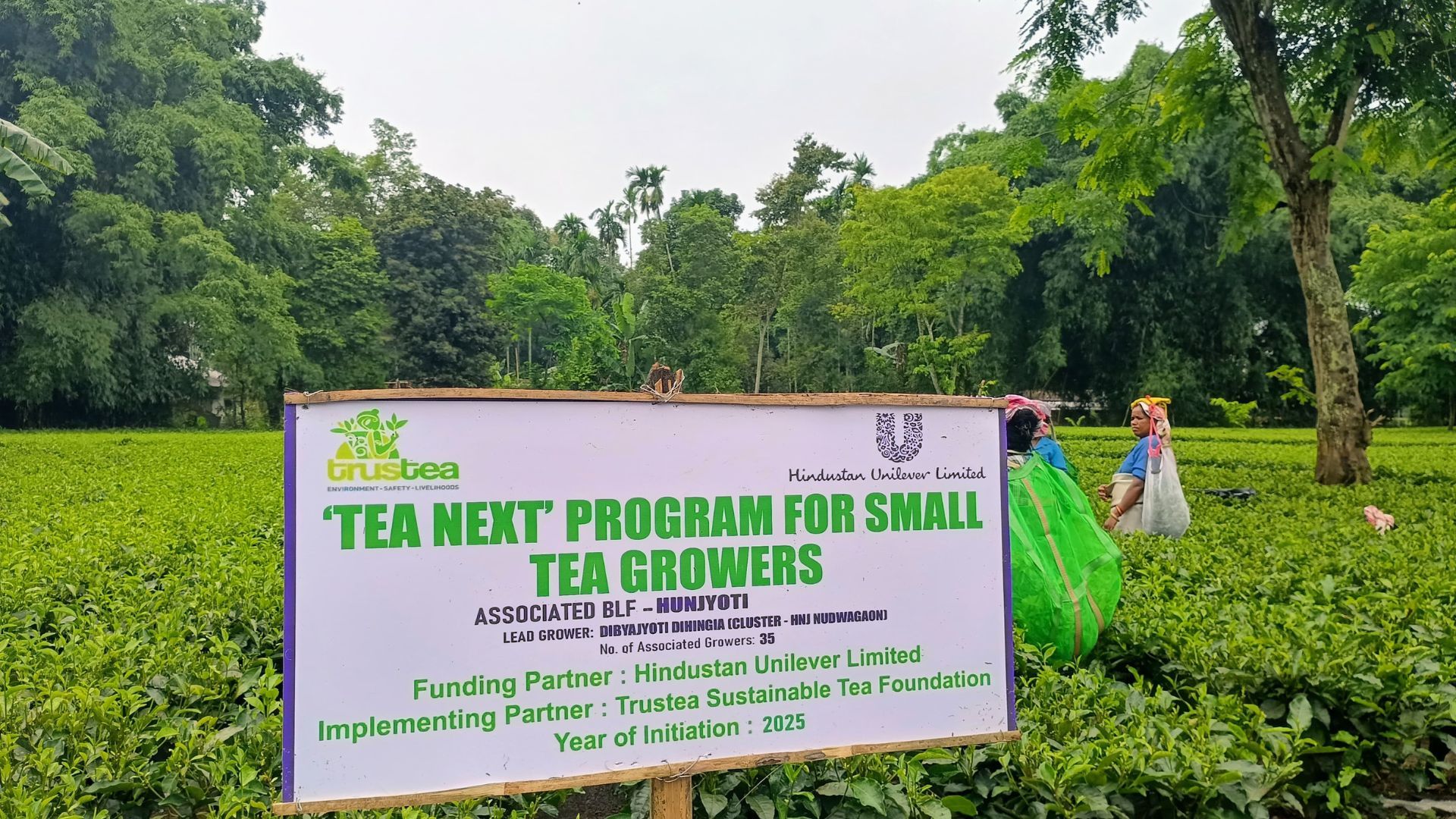 Tea Next program sign stands among tea plants as workers harvest leaves in a lush plantation.