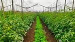 cover crops planted in between Tomato plants for soil health improvement