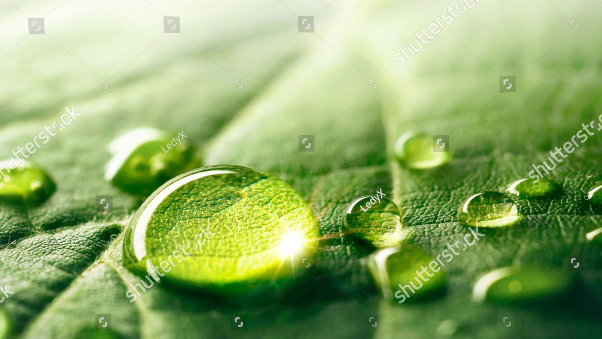 A close-up of a dark green leaf with three water droplets resting on its surface.