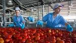 Production staff work in a factory