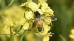 Bee on mustard flower