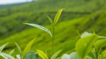 An image of a farmland with green plants.